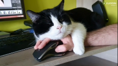 Cat makes working from home a difficult task for owner.mp4