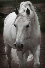 fdcb3ff2a41544455a01a8cd4a47c73a--grey-horses-beautiful-horses.jpg