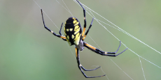 Garden Spider.jpg