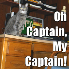 oh-captain-my-captain-cat.jpg