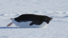 penguin slide.gif