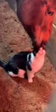 Kitty Loves Being Groomed by Horse Friend.mp4