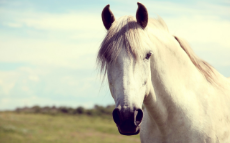 white horse closeup frontal.jpg