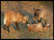 3_maned_wolf_pups_play_by_leopatra_lionfur.jpg