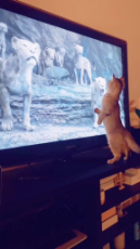 CAT TV.mp4