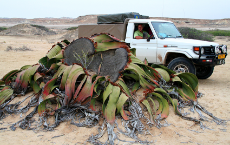 15-09_welwitschia_angola_car_-_jonathan_basson.jpg