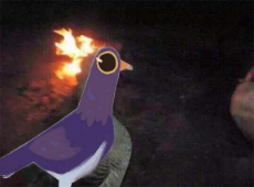 burning dove.jpg