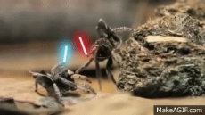 Peacock_Spider_With_Lightsabers (1).gif