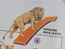 Defeated_Male_Leaves.jpg
