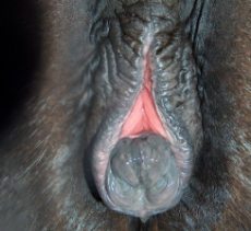 12309 - clitoris mare vulva watermark wink winking.jpg