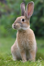 rabbit-2.jpg