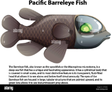 pacific-barreleye-fish-with-informative-text-illustration-2PH8FJC-3034096721.jpg
