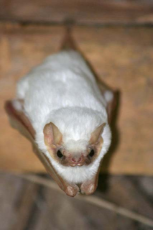 White-Bat-bats-31802167-427-640-4175396826.jpg