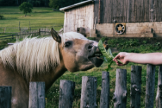 feeding-horse-with-veggie-leaf.jpg
