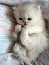 Adorable-kittens-cats-18082610-500-666.jpg