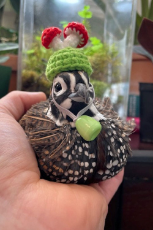 quail-hats-022123-3-1-cbea53cb18d4451c9272c61b77a26353.jpg