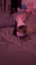 17560701087342.mp4