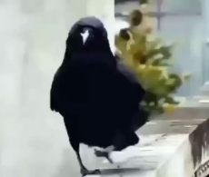 Crows.mp4