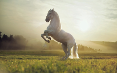 Wallpaper-HD-Beautiful-White-Horse.jpg
