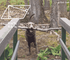 fetching is a science.gif
