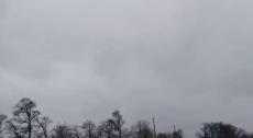 gerbera.mp4