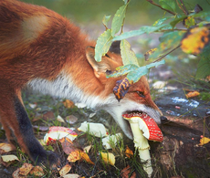 fox suicide.jpg