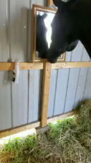Horse seeing itself in the mirror.mp4