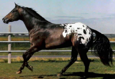 Black Appaloosa Horse (1).jpg
