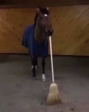 what_da_horse_doin.mp4
