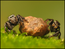 jumping_spiders_by_Tamyl91.jpg