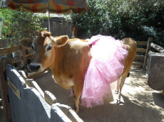 Cow In Tutu.jpg