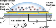Schematic-of-the-graphene-based-FET-nanosensor-Graphene-serves-as-the-conducting.png