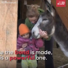 Donkeys Make Great Therapy Animals.mp4