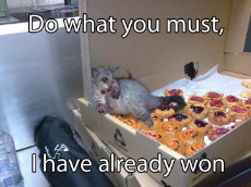 bakery opossum.jpg