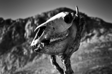 5-horse-skull.jpg