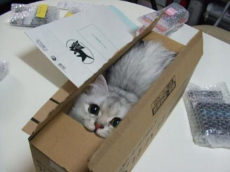 little-kitty-in-a-little-box.jpg