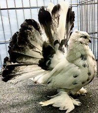 tigger-fantail-pigeon-for-sale-700x808-1807103511.jpg