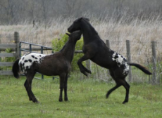 Black Appaloosa Horse (6).jpg