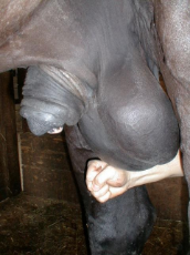 chadhorse.jpg