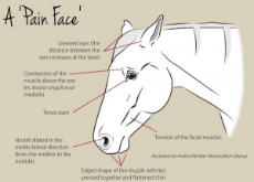 Fig 1 - Can you recognise pain in your horse.jpg
