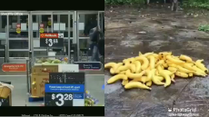 1730507889610905.webm