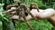 Goliath Birdeating Spider.png