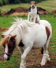 freddie-on-shetland-pony.jpg