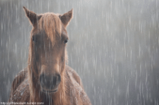 Horse-in-rain.gif