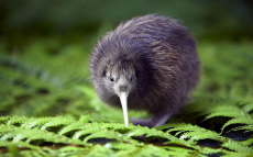 Kiwi-bird-page.jpg