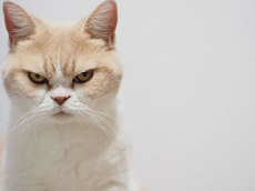 angry-cat.jpg
