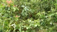 1595933096357.webm