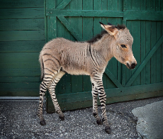 zonkey-half-zebra-half-donkey-8.jpg