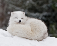 comfy snow fox 2.jpg