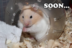 soon hamster.jpg